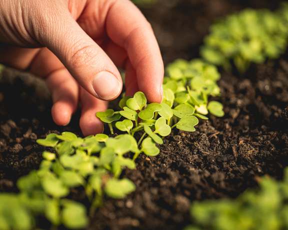 Greenhouse microgreen hand