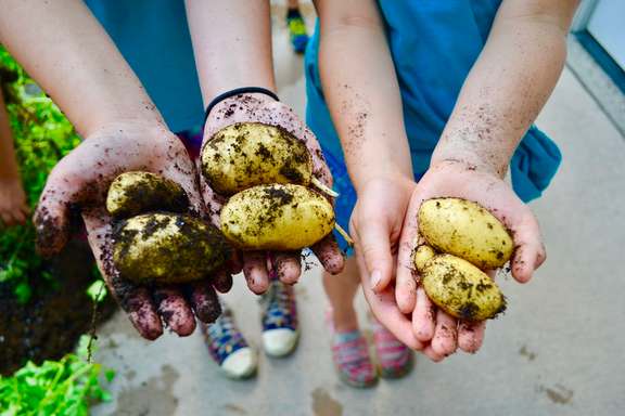 Potatoes garden