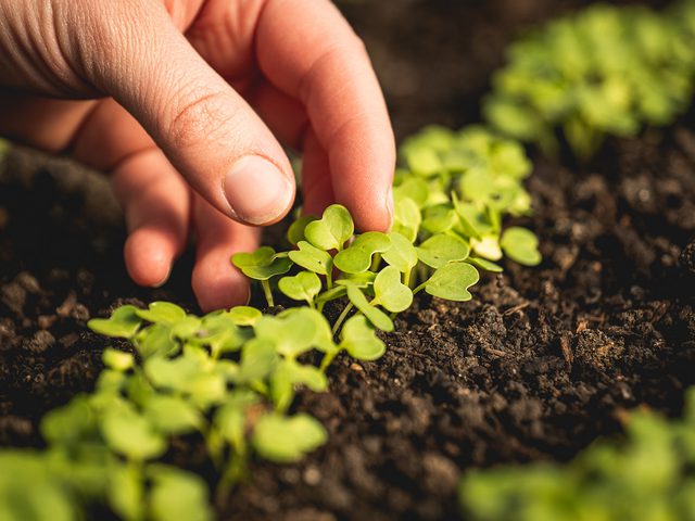 Greenhouse microgreen hand