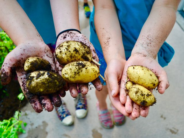 Potatoes garden